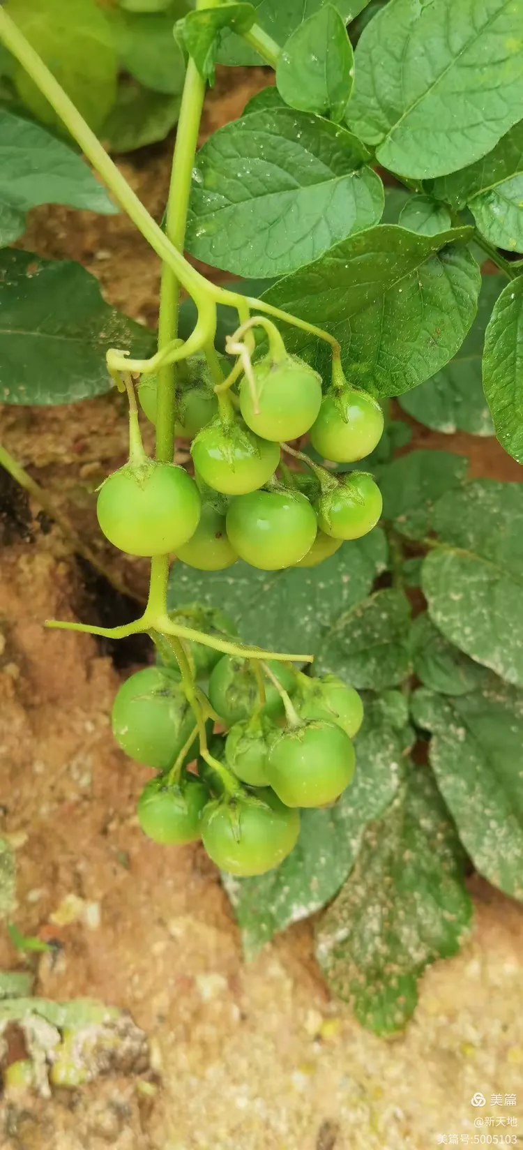 植物观赏 马铃薯果实